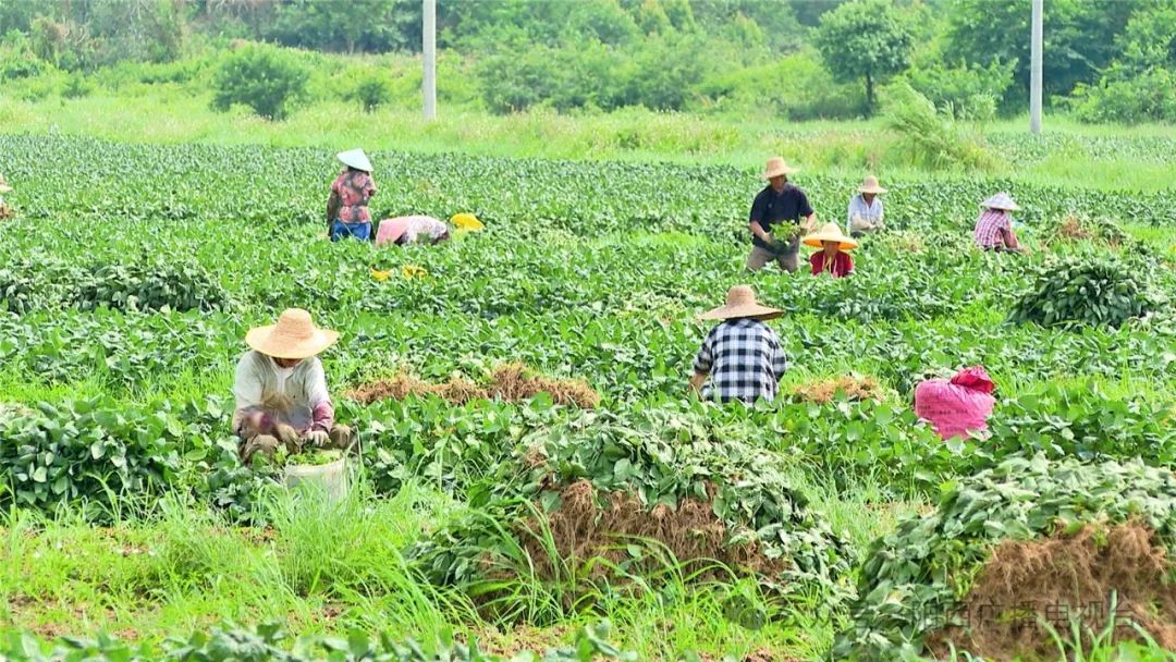 致富广西种植毛豆视频_广西种植毛豆致富_广西毛豆有几种