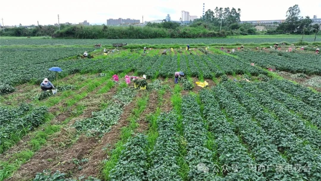 致富广西种植毛豆视频_广西毛豆有几种_广西种植毛豆致富