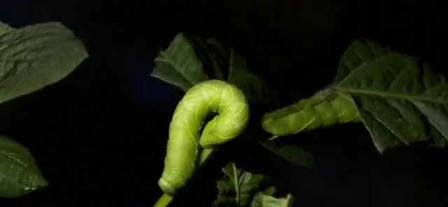 广西毛豆种植基地_广东毛豆种植_广西种植毛豆致富