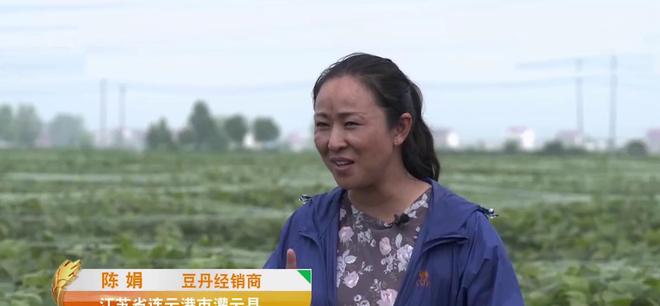 广东毛豆种植_广西毛豆种植基地_广西种植毛豆致富