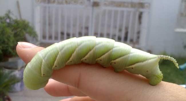 广西毛豆种植基地_广东毛豆种植_广西种植毛豆致富