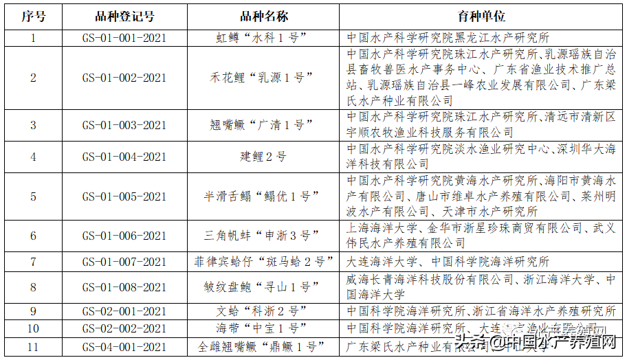 “鼎鳜一号”成活率达8成以上！规格均匀，不到5个月就能错峰上市