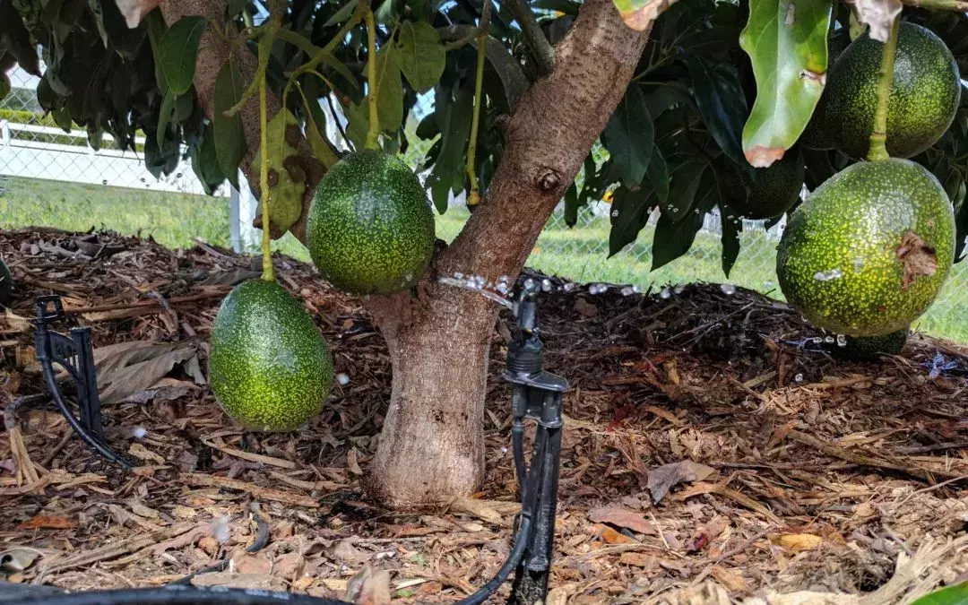 鳄梨种子_种植技术鳄梨视频_鳄梨种植技术