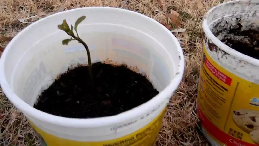 种植技术鳄梨视频_鳄梨种子_鳄梨种植技术