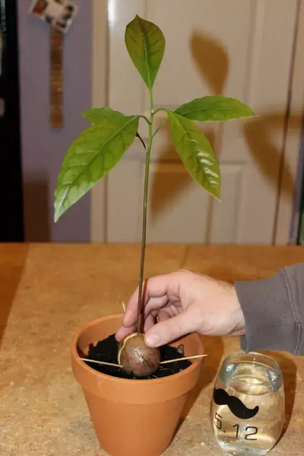 鳄梨种植技术_种植技术鳄梨视频_鳄梨种子