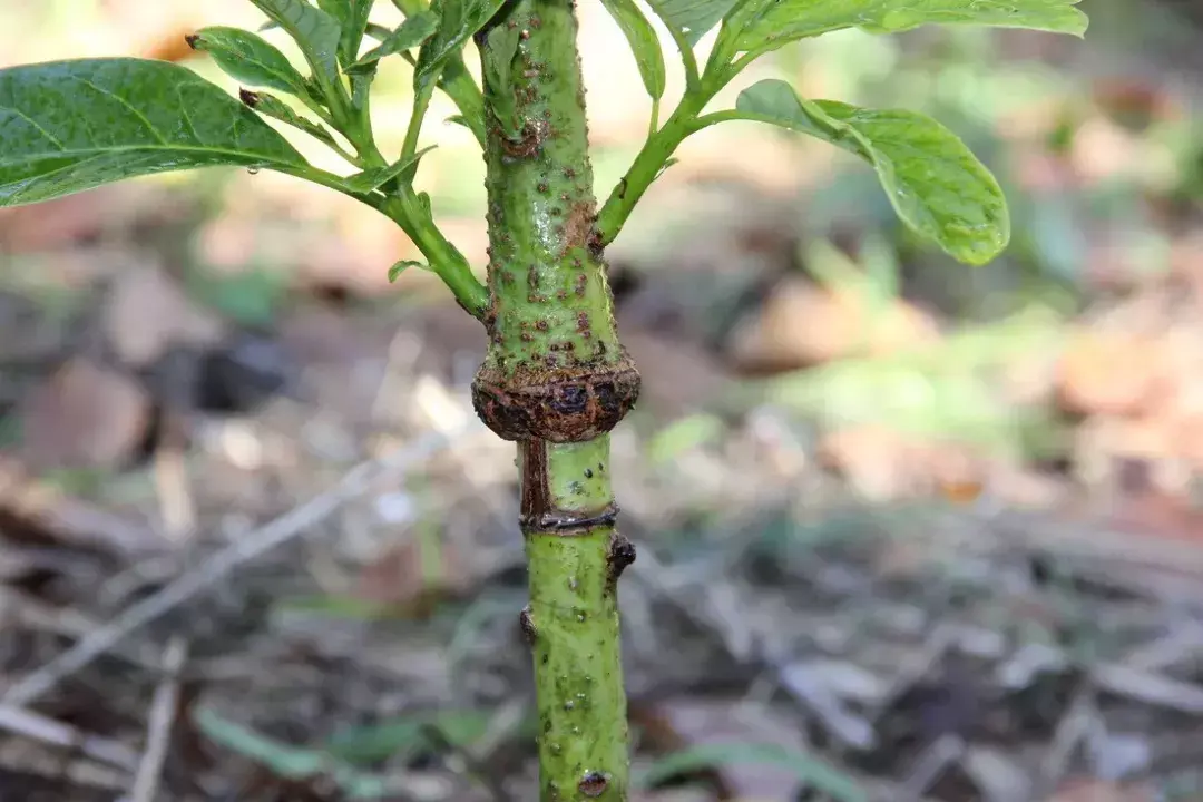 种植技术鳄梨视频_鳄梨种植技术_鳄梨种子