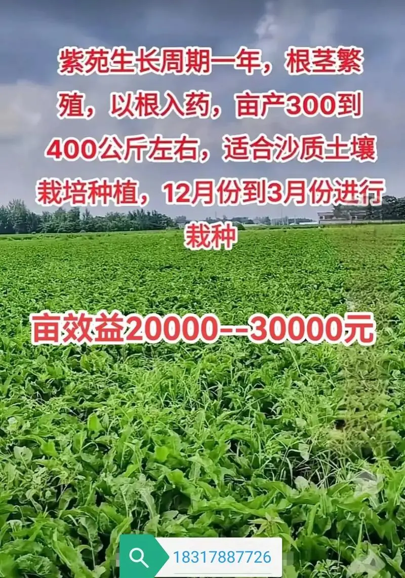 家庭种植致富项目_家庭种植致富项目有哪些?