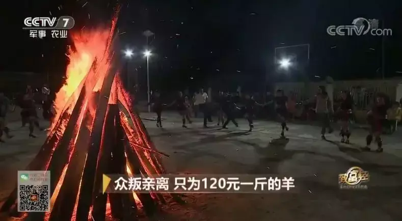 致富经鹧鸪养殖_致富经鹧鸪_三农致富经养鹧鸪