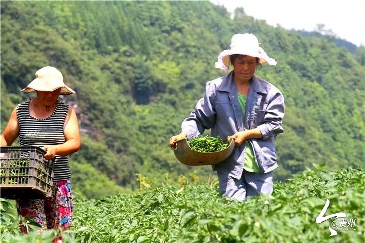 辣椒致富经_致富辣椒种植技术视频_致富经种植辣椒