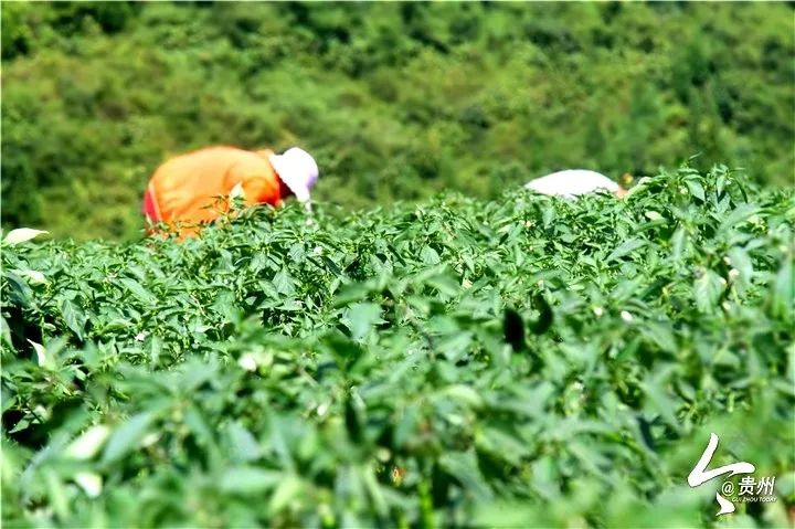 辣椒致富经_致富辣椒种植技术视频_致富经种植辣椒