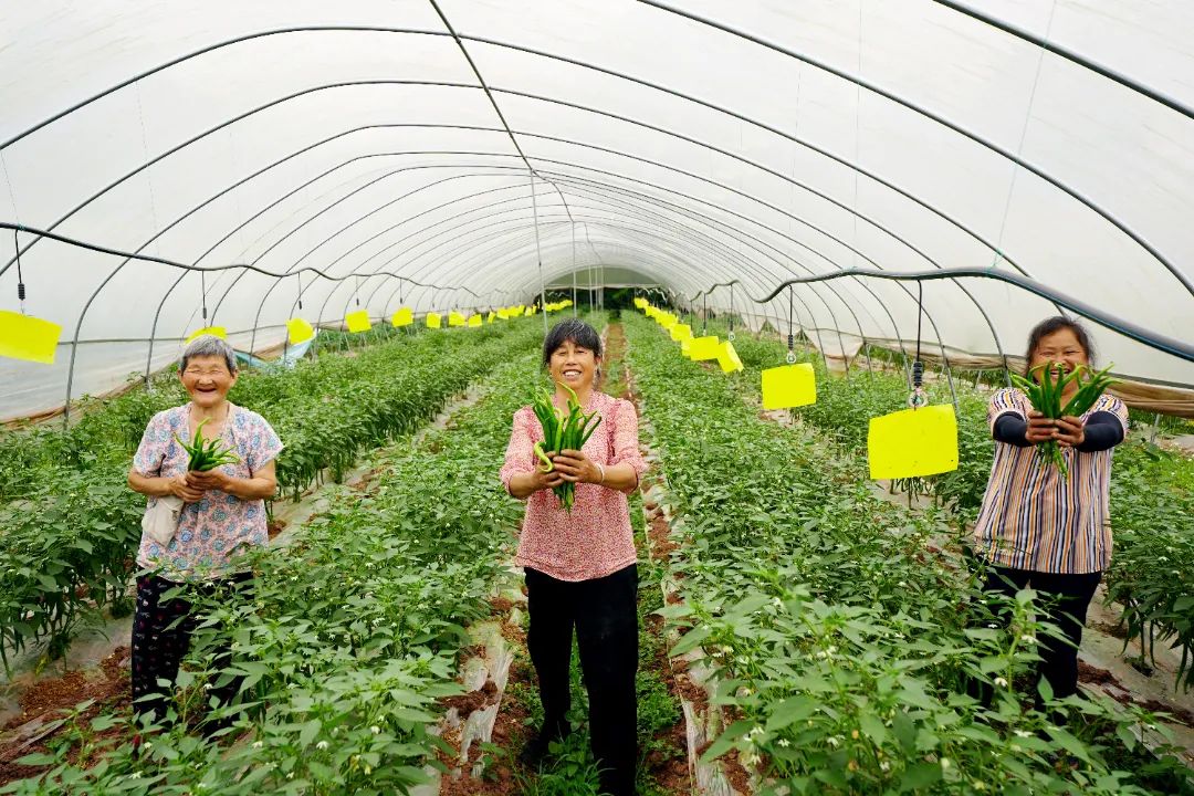 致富经种植辣椒_致富辣椒种植技术视频_辣椒种植大户的致富经