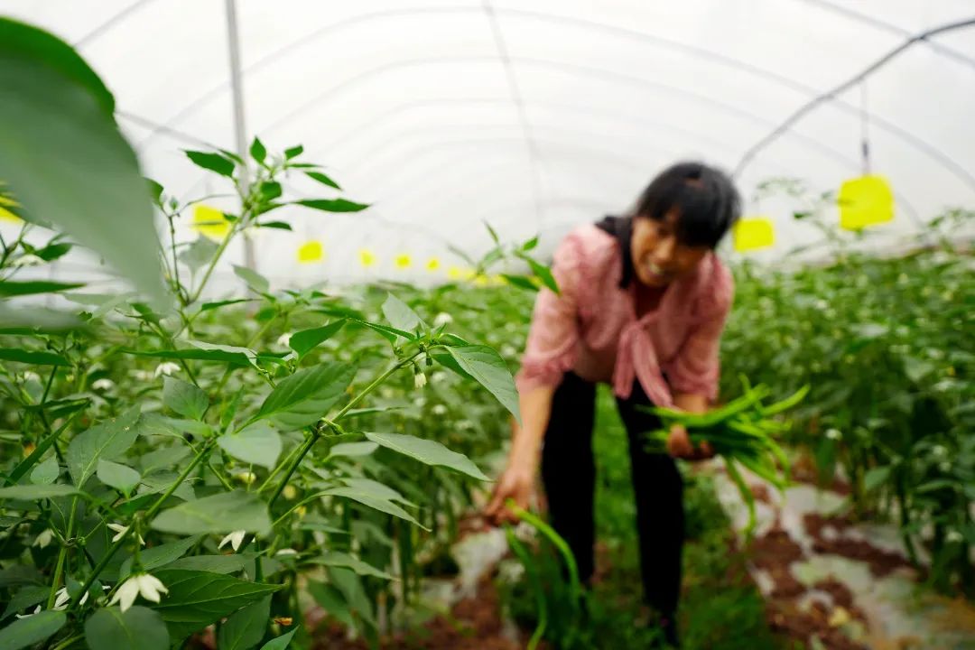 辣椒种植大户的致富经_致富经种植辣椒_致富辣椒种植技术视频