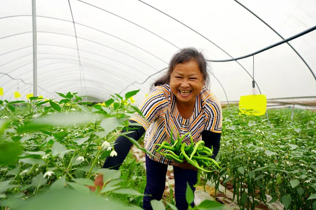 致富辣椒种植技术视频_辣椒种植大户的致富经_致富经种植辣椒