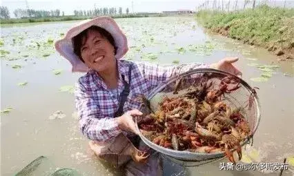 鄂尔多斯这片盐碱地要试种莲藕养小龙虾