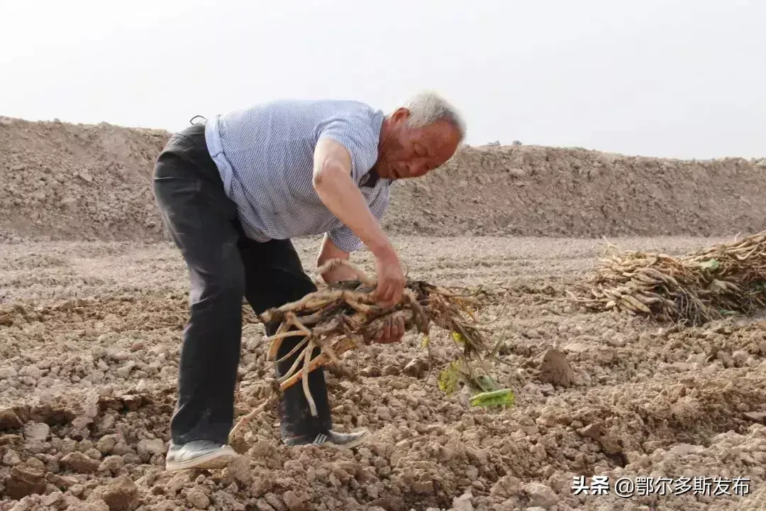 大棚种藕带产量高吗_致富藕大棚种植视频_致富经大棚种藕