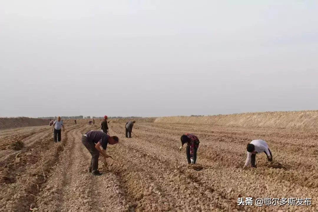 致富经大棚种藕_大棚种藕带产量高吗_致富藕大棚种植视频