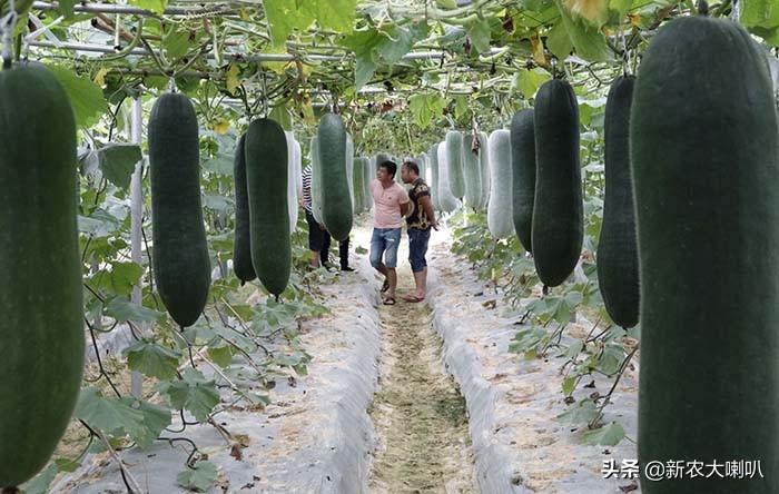 冬瓜苗种植技术_苗冬瓜种植技术要点_苗冬瓜种植技术与管理