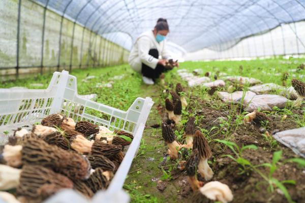 牛肝菌种植成本与利润_种植牛肝菌致富新闻_牛肝菌种植