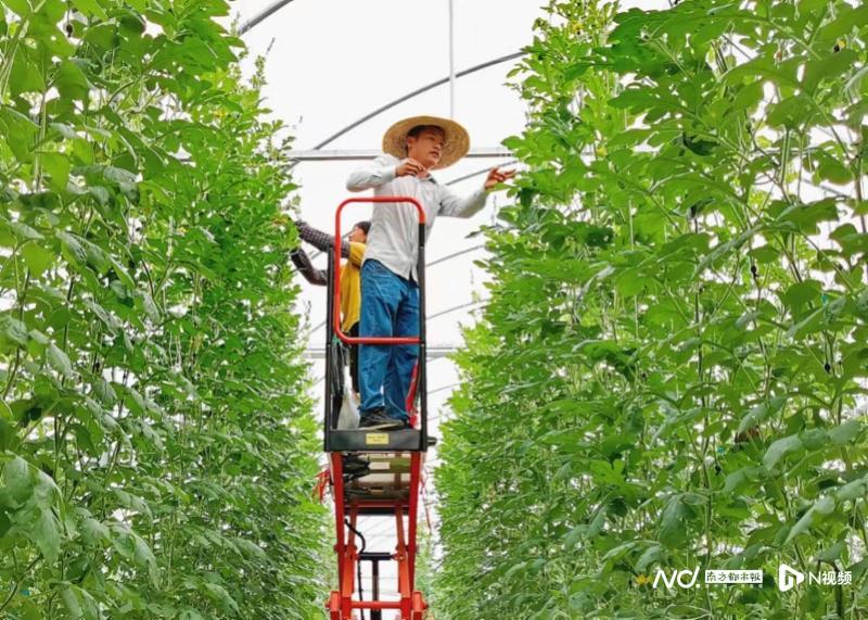 致富麻笋竹种植视频_麻竹笋种植技术视频_种植麻竹笋致富