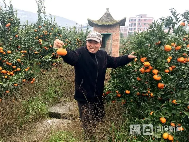 柑橘种植项目简介_柑橘种植合作方案_柑橘扶贫种植致富