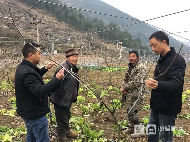 柑橘种植合作方案_柑橘种植项目简介_柑橘扶贫种植致富