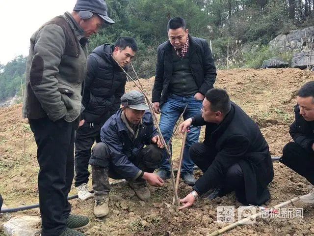 柑橘种植合作方案_柑橘种植项目简介_柑橘扶贫种植致富