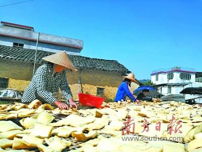 麻竹笋高产技术_种植麻竹笋致富_麻竹笋种植技术视频