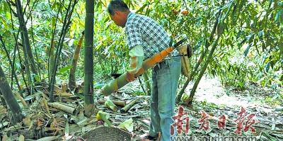 麻竹笋高产技术_麻竹笋种植技术视频_种植麻竹笋致富