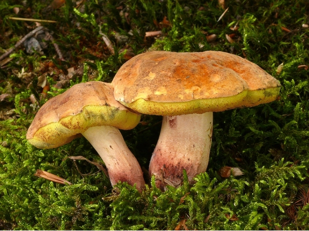 种牛肝菌的收益怎么样_新闻致富种植牛肝菌视频_种植牛肝菌致富新闻