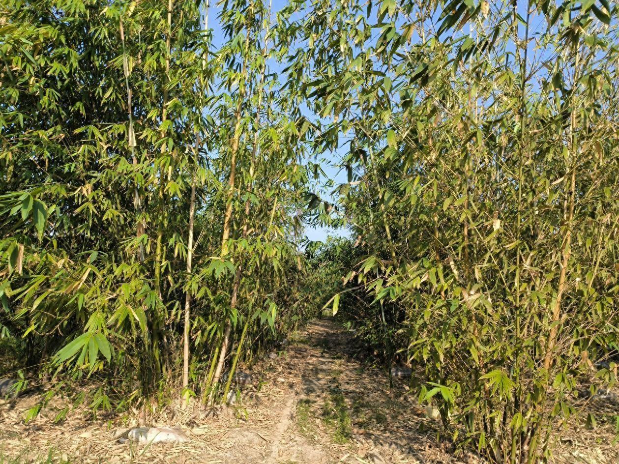 麻竹笋高产技术_种植麻竹笋致富_致富麻笋竹种植技术视频