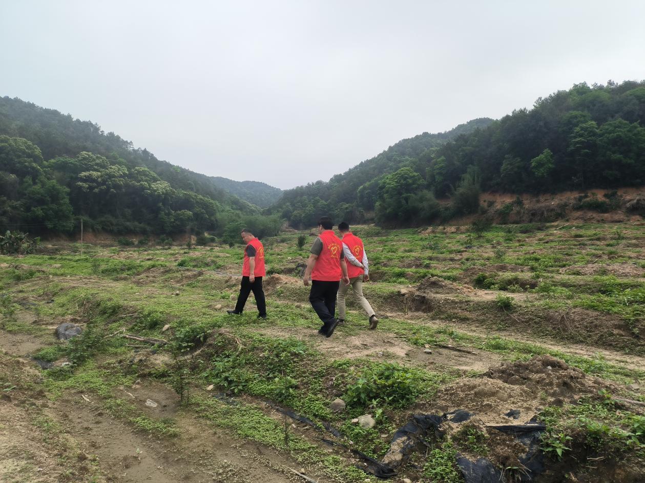 种植麻竹笋致富_致富麻笋竹种植技术视频_麻竹笋高产技术