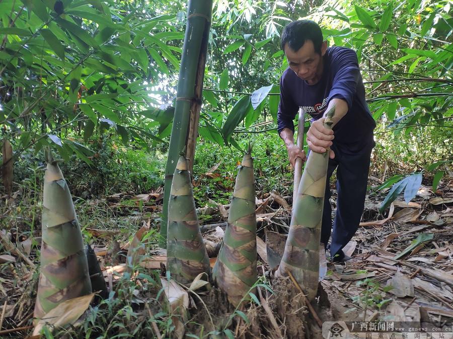 种植麻竹笋致富_麻竹笋种植前景_致富麻笋竹种植技术视频