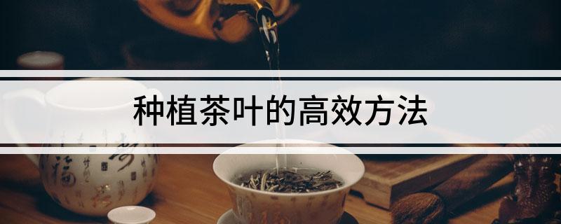 现代茶叶种植技术汇总_茶叶种植新技术_茶叶种植基本技能