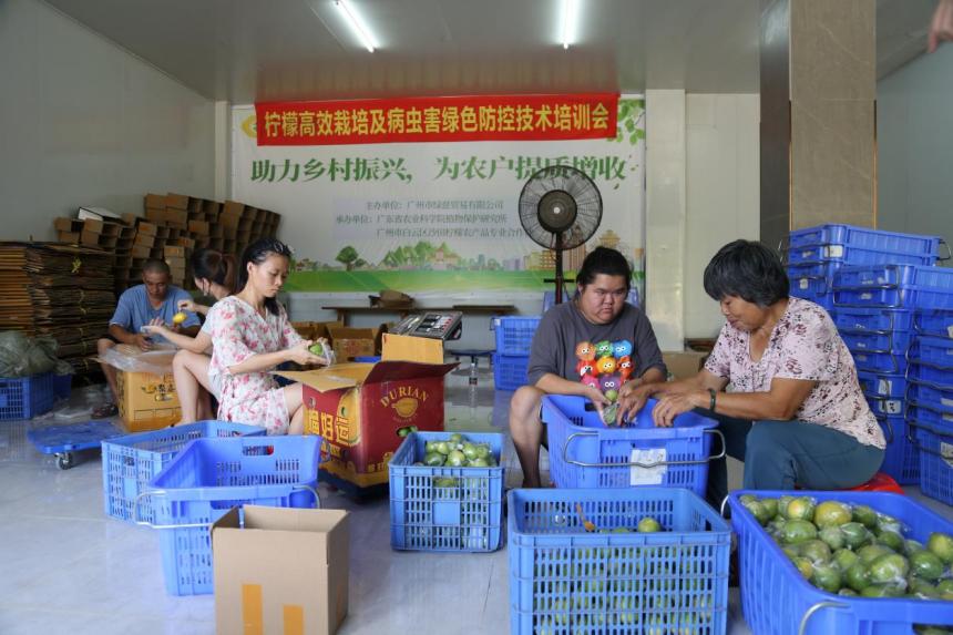 广东农村种植致富_在广东农村种植什么最赚钱_广东省农村种植项目