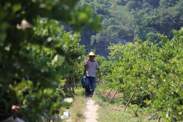 在广东农村种植什么最赚钱_广东省农村种植项目_广东农村种植致富