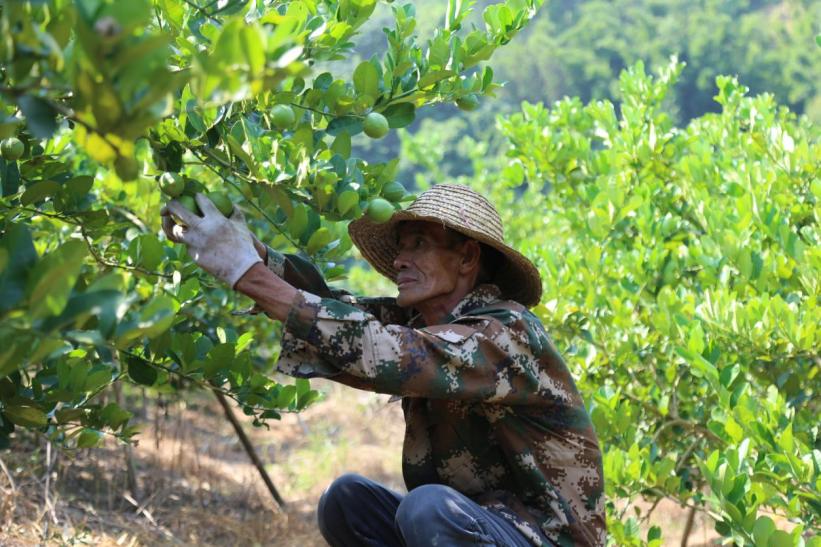 在广东农村种植什么最赚钱_广东农村种植致富_广东省农村种植项目