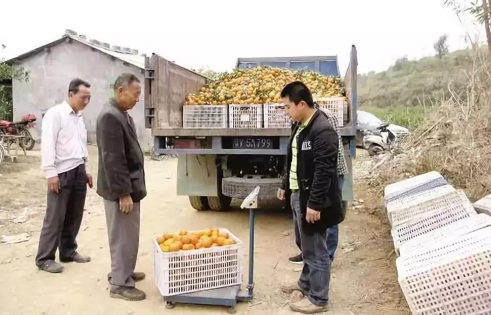 广东省农村种植项目_广东种植什么致富_广东农村种植致富