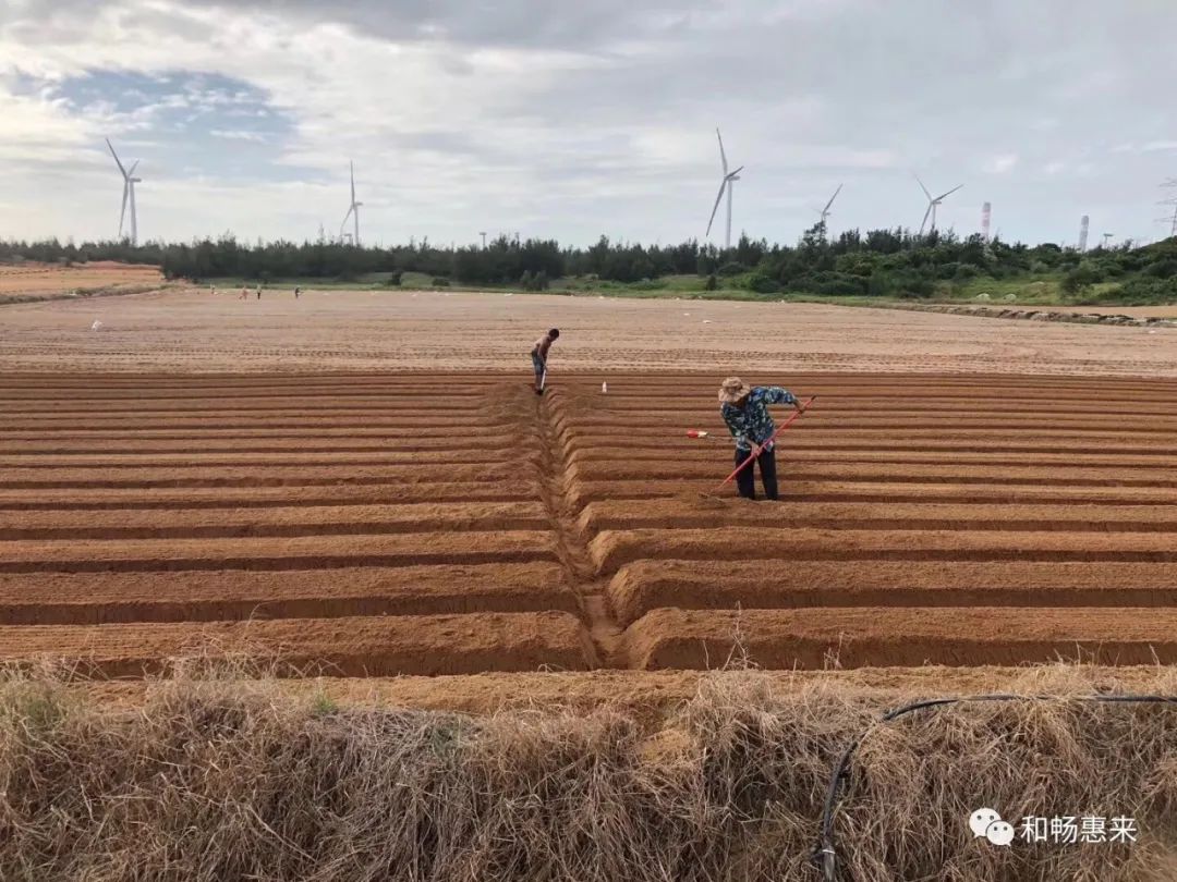 广东农村种植致富_广东农村种植补贴政策_在广东农村种植什么最赚钱