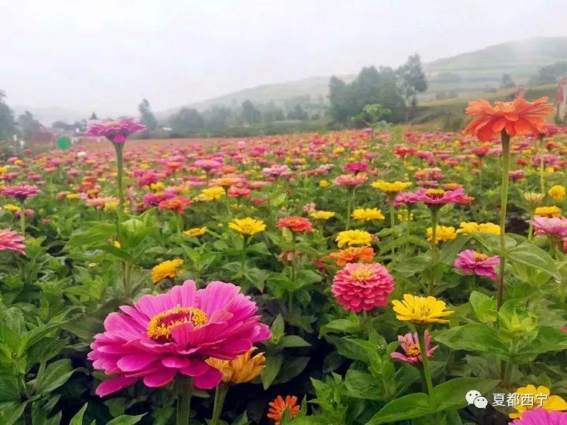 高原种植蔬菜的经验_致富经高原种植蔬菜_高原致富蔬菜种植基地