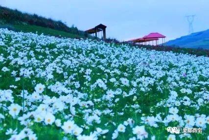 高原致富蔬菜种植基地_高原种植蔬菜的经验_致富经高原种植蔬菜