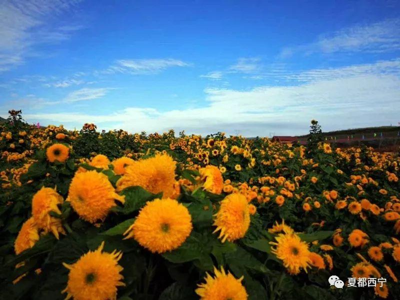 高原致富蔬菜种植基地_高原种植蔬菜的经验_致富经高原种植蔬菜