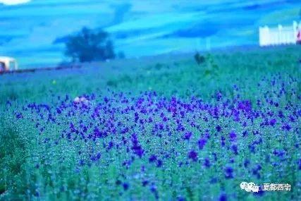 高原致富蔬菜种植基地_致富经高原种植蔬菜_高原种植蔬菜的经验