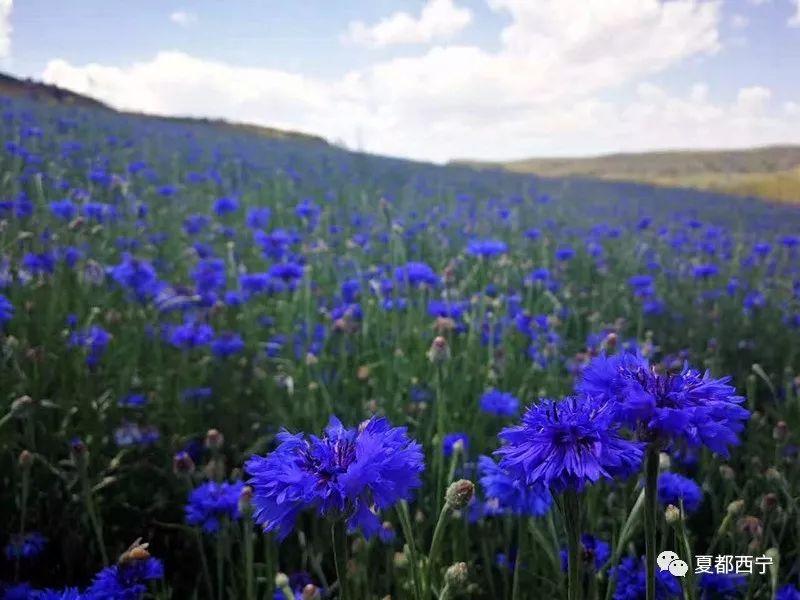 高原致富蔬菜种植基地_致富经高原种植蔬菜_高原种植蔬菜的经验