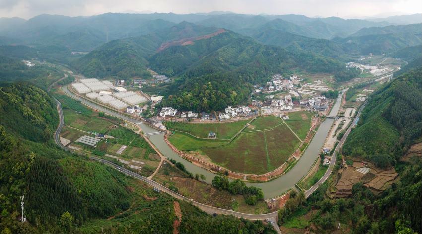 致富麻笋竹种植视频_麻竹笋高产技术_种植麻竹笋致富