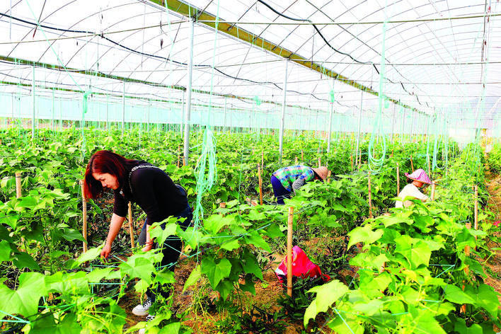 广东农村种植补贴政策_广东省农村种植项目_广东农村种植致富