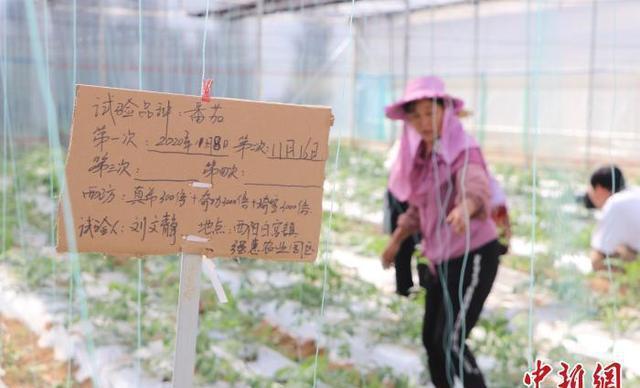 蔬菜种植铺就致富路_致富经蔬菜种植_致富经盆栽蔬菜