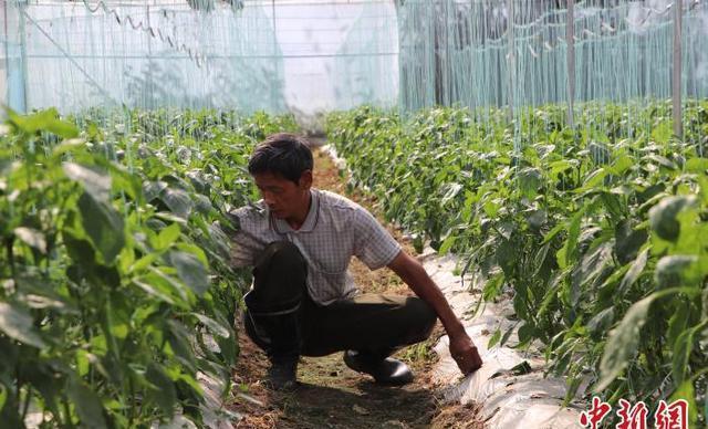 致富经盆栽蔬菜_蔬菜种植铺就致富路_致富经蔬菜种植