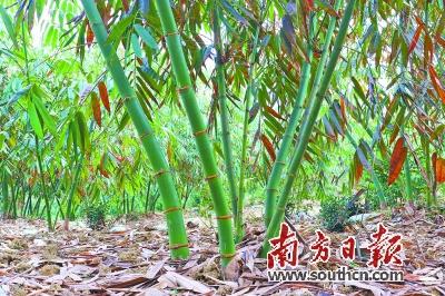 麻竹笋高产技术_种植麻竹笋致富_麻竹笋种植前景