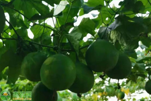 安徽瓜蒌上致富经的_致富经瓜蒌_安徽瓜蒌种植基地