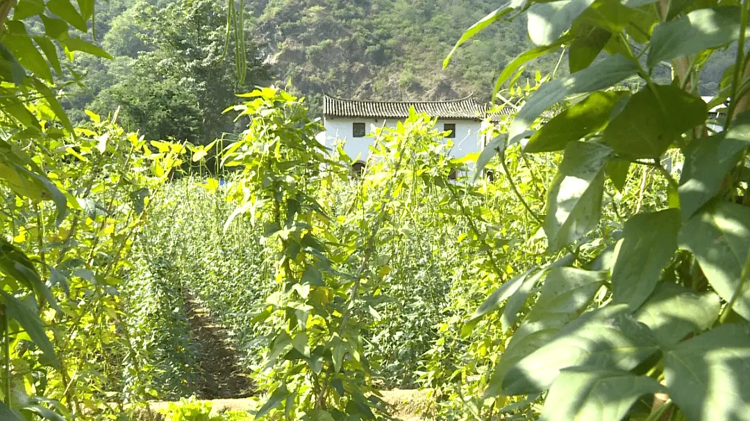 蔬菜种植铺就致富路_致富经蔬菜大棚_致富经盆栽蔬菜